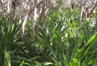 Blackbutt NSWresidential-landscaping-31.jpg; ?>